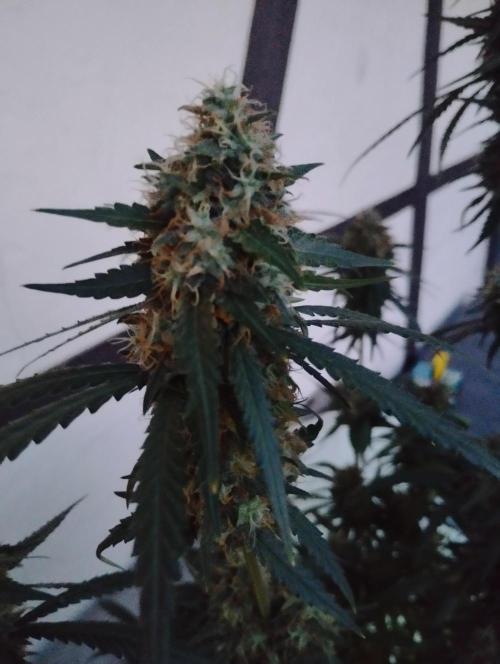 Cookies Haze - Kannabia. Week 16