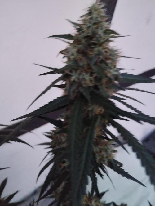 Cookies Haze - Kannabia. Week 16