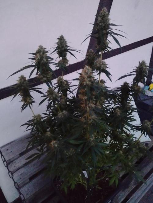 Cookies Haze - Kannabia. Week 16