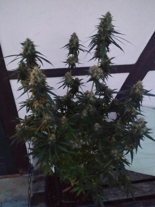Cookies Haze - Kannabia. Week 16