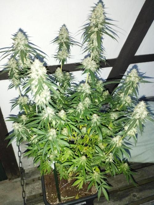 Cookies Haze - Kannabia. Week 16