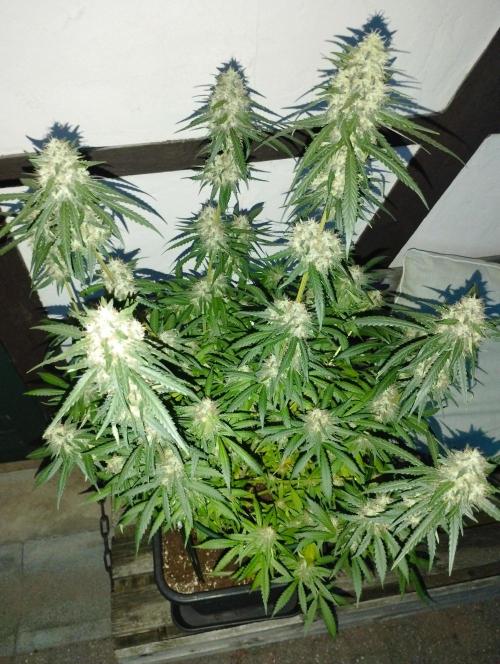 Cookies Haze - Kannabia. Week 16