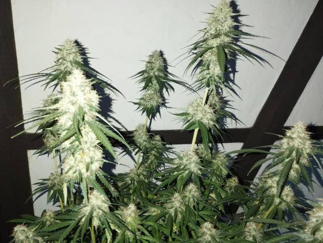 Cookies Haze - Kannabia. Week 16