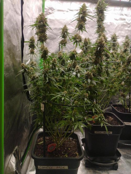 Cookies Haze - Kannabia. Week 16