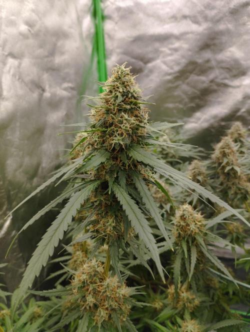Cookies Haze - Kannabia. Week 16