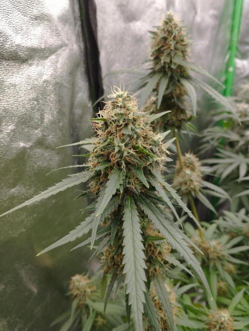 Cookies Haze - Kannabia. Week 16
