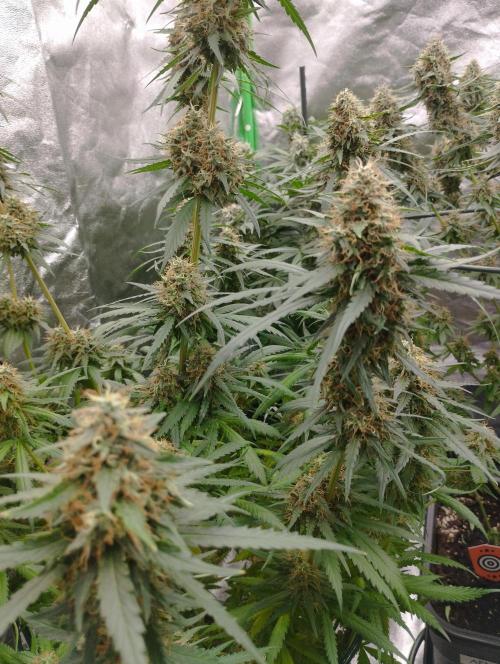 Cookies Haze - Kannabia. Week 16