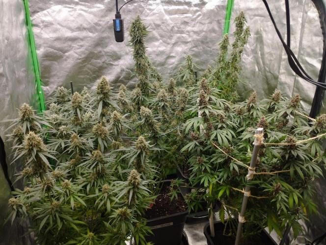 Cookies Haze. Week 16
