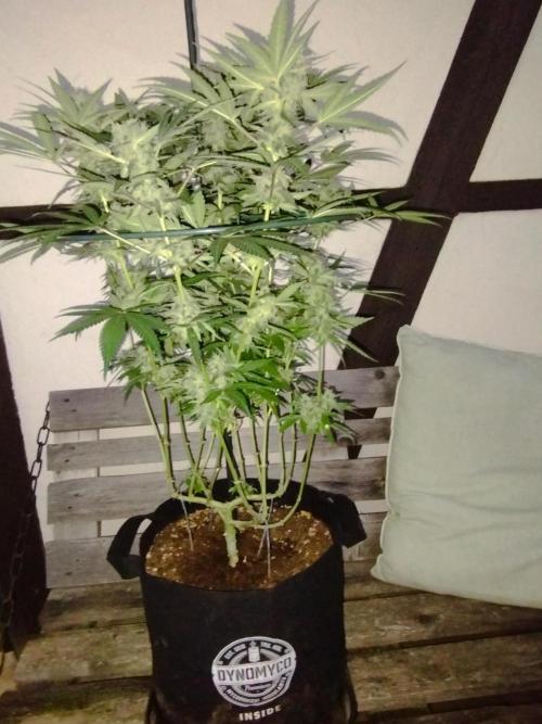 FBP - Dutch Passion. Week 17