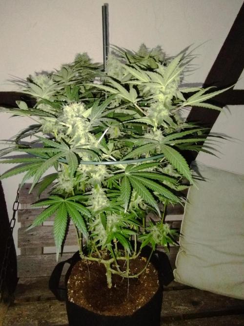 FBP - Dutch Passion. Week 17