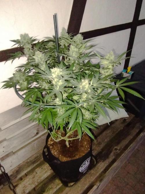 FBP - Dutch Passion. Week 17
