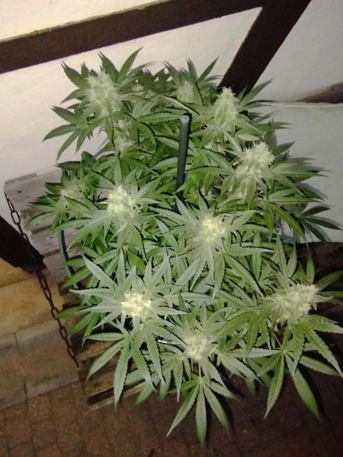 FBP - Dutch Passion. Week 17