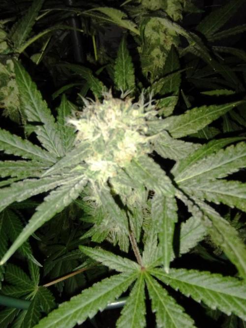 FBP - Dutch Passion. Week 17