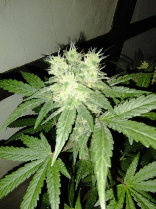 FBP - Dutch Passion. Week 17