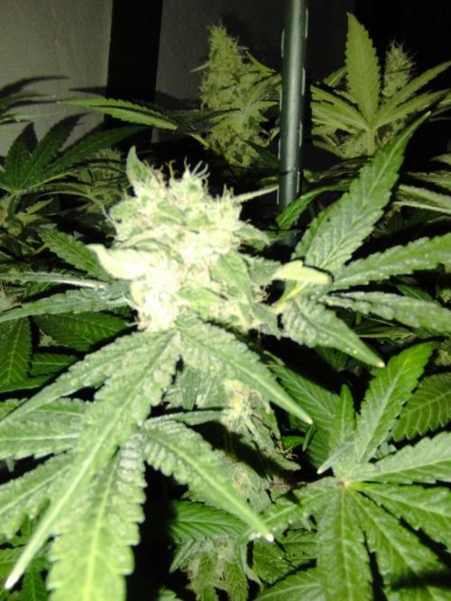 FBP - Dutch Passion. Week 17