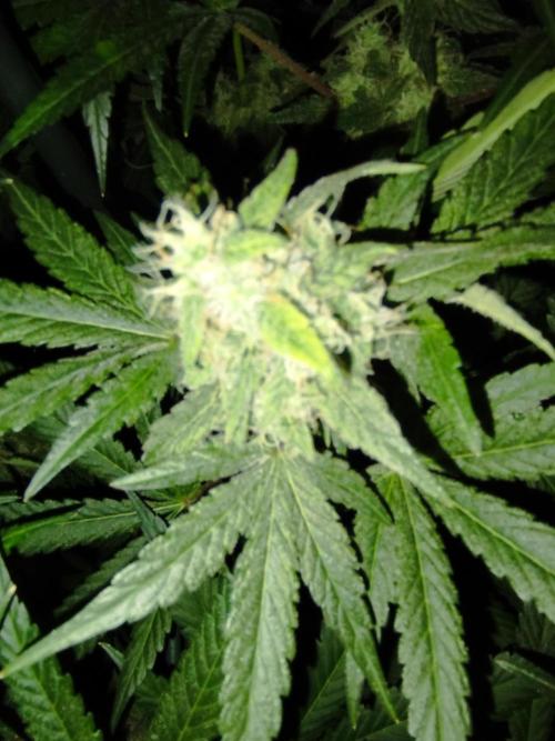 FBP - Dutch Passion. Week 17