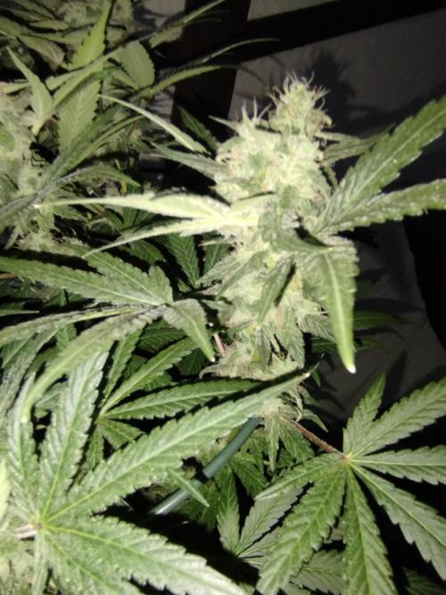 FBP - Dutch Passion. Week 17