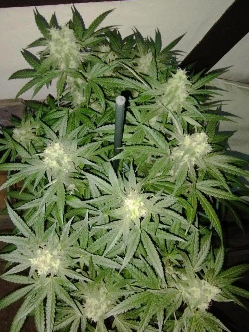 Fruit Bomb Punch. Week 17