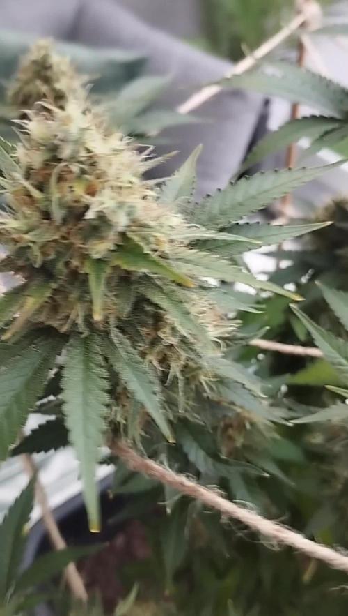 Gorilla Glue / Seeds Mafia