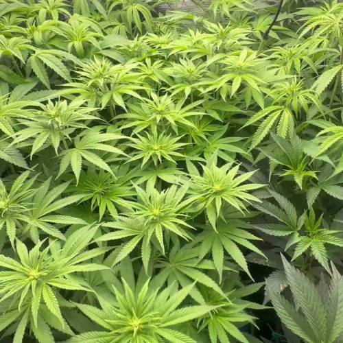 The Grateful Seeds x B8 Farm x Mystical