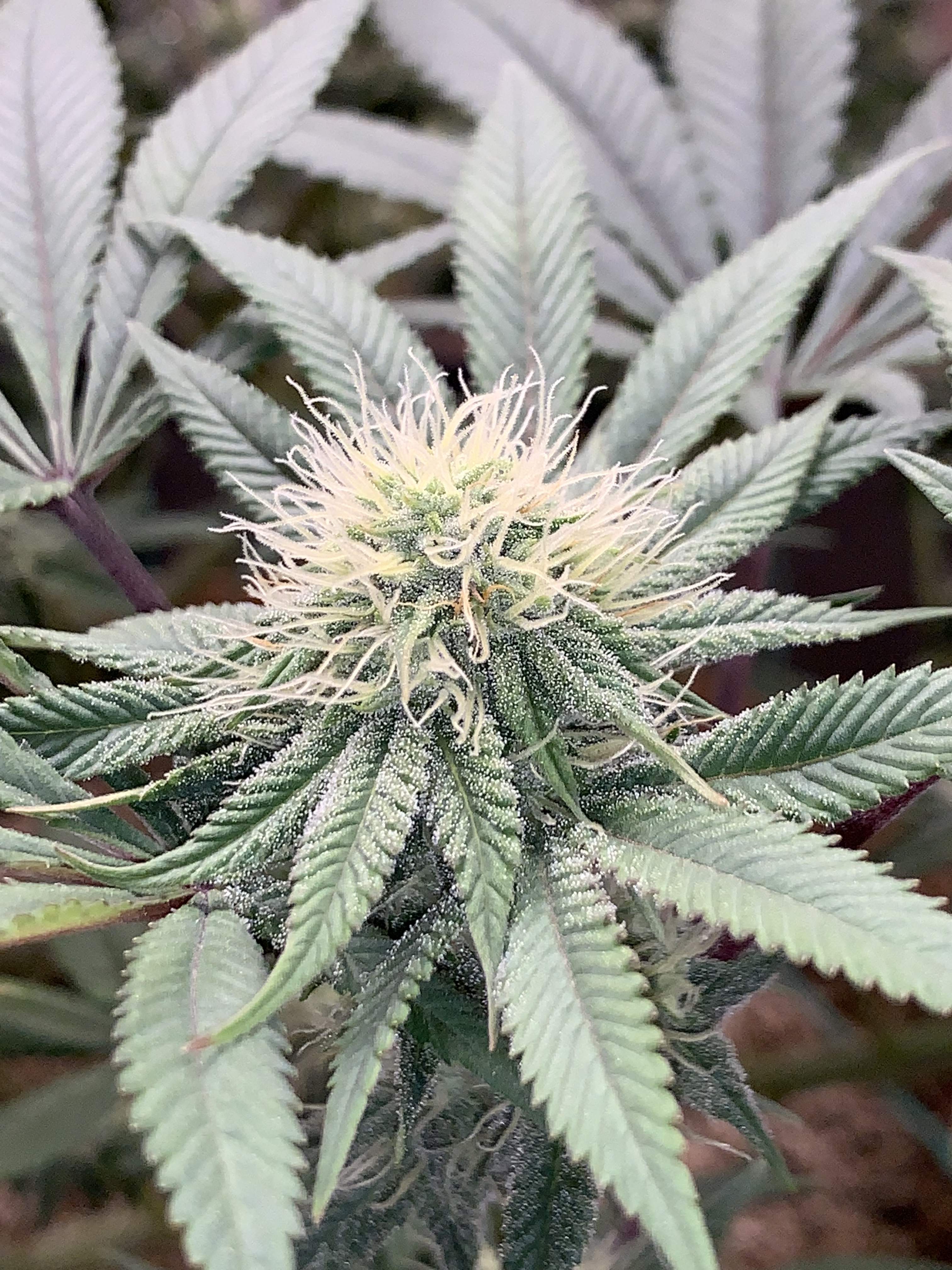 Deep Line Alchemy 6 Grow Diary journal Week13 By Serenityjane420 
