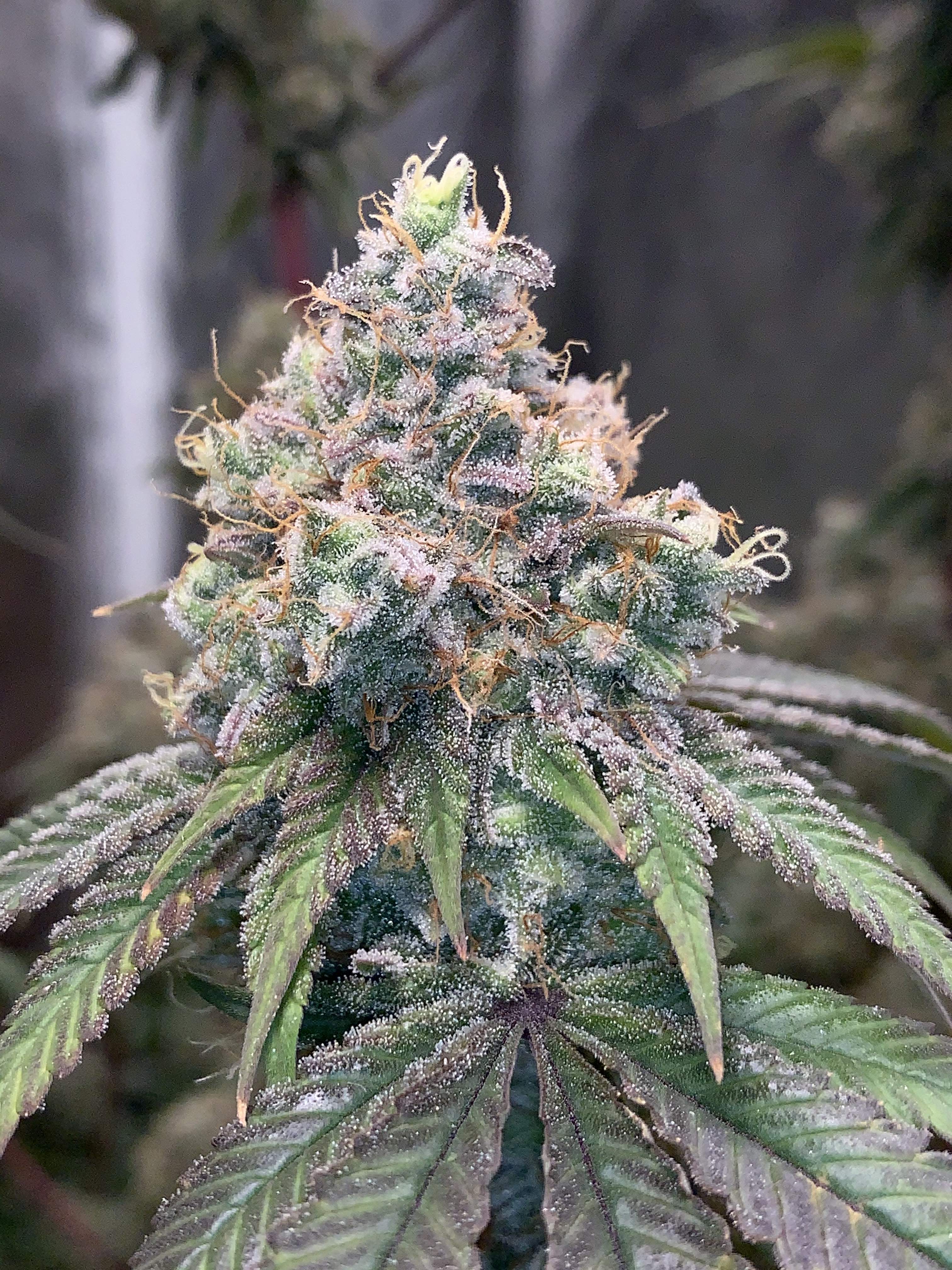 Deep Line Alchemy 6 Grow Journal Week17 By Serenityjane420 GrowDiaries