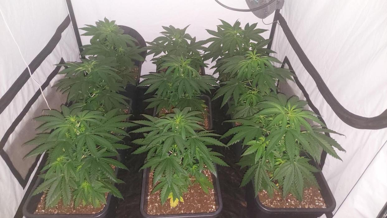 Special Queen 1 Grow. Week 5