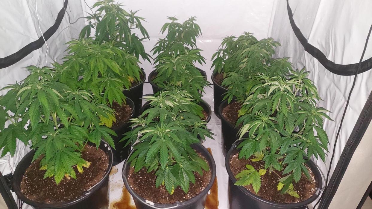 Tutti Frutti Grow. Week 5