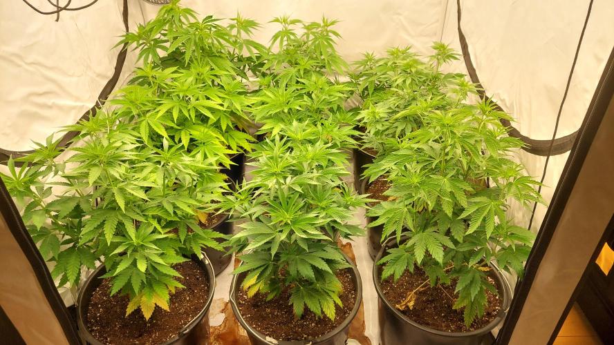 Tutti Frutti Grow. Week 6