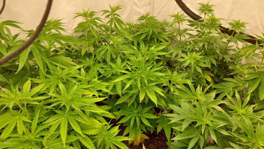 Tutti Frutti Grow. Week 6