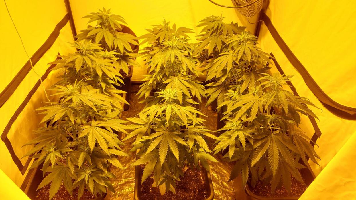 Special Queen 1 Grow. Week 6