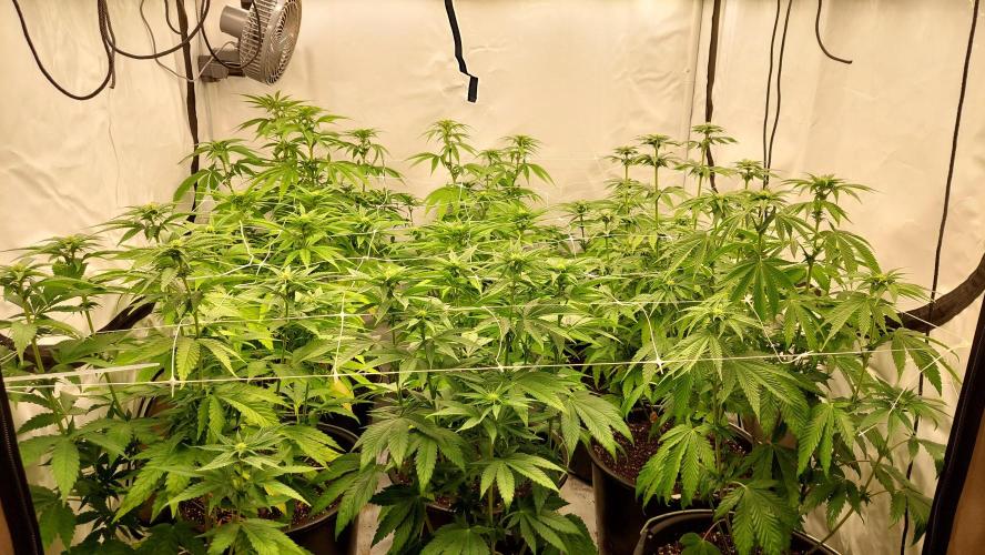 Tutti Frutti Grow. Week 7