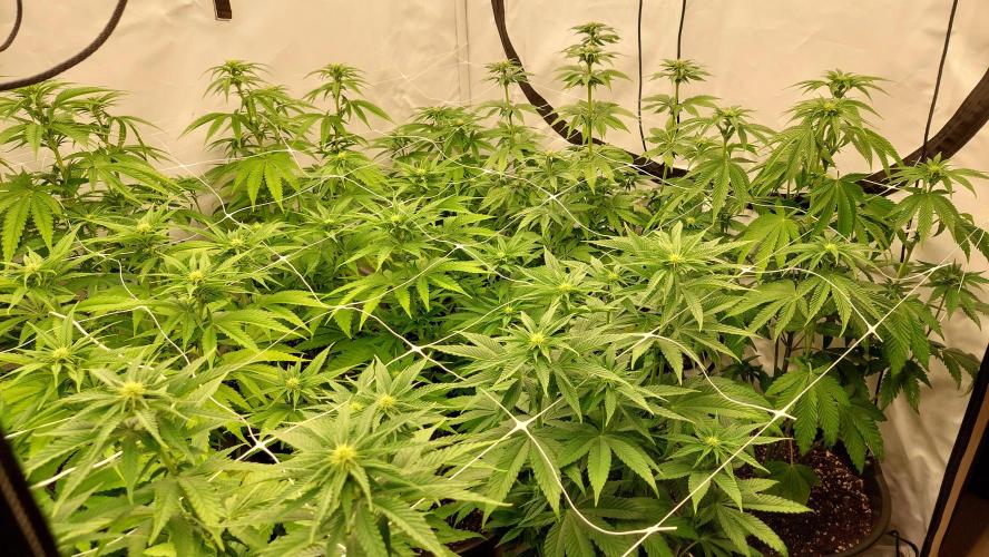 Tutti Frutti Grow. Week 7