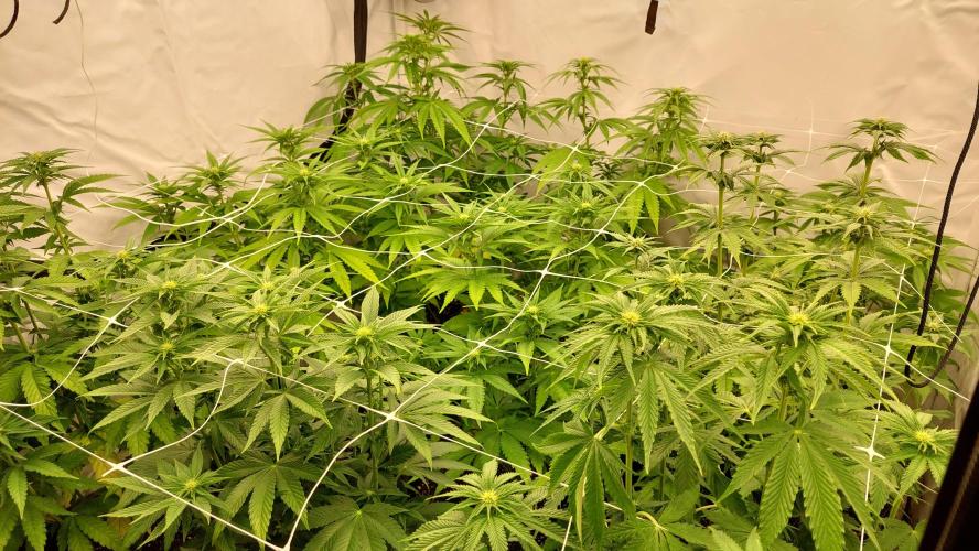 Tutti Frutti Grow. Week 7