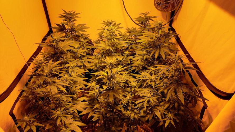 Special Queen 1 Grow. Week 7