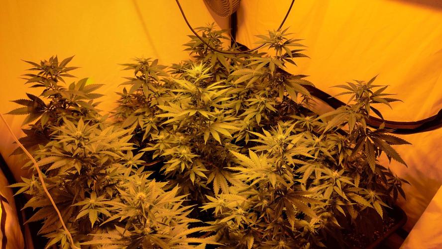 Special Queen 1 Grow. Week 7