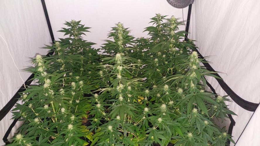 Special Queen 1 Grow. Week 8