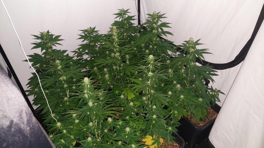 Special Queen 1 Grow. Week 8