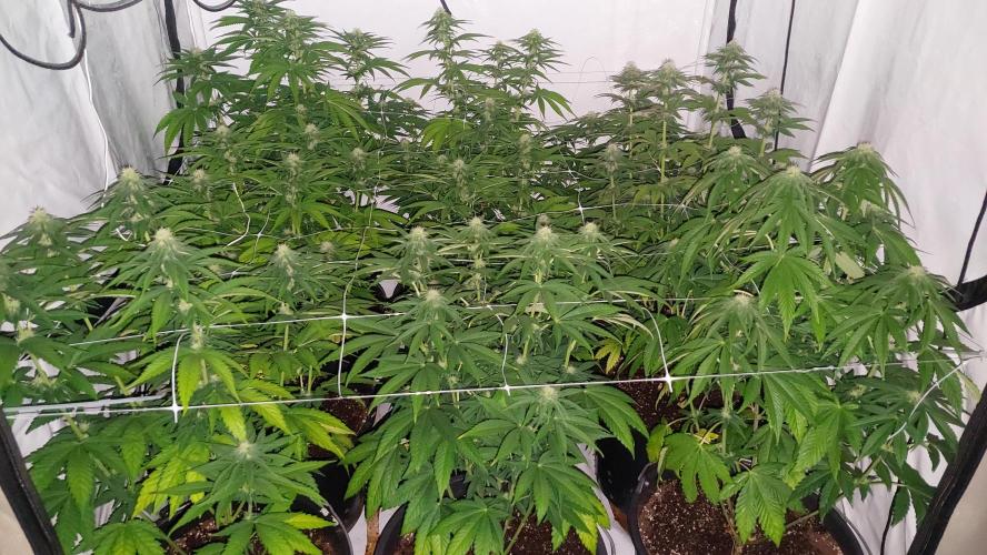 Tutti Frutti Grow. Week 8