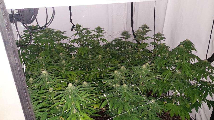 Tutti Frutti Grow. Week 8