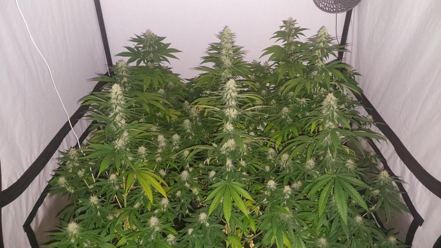 Special Queen 1 Grow. Week 9