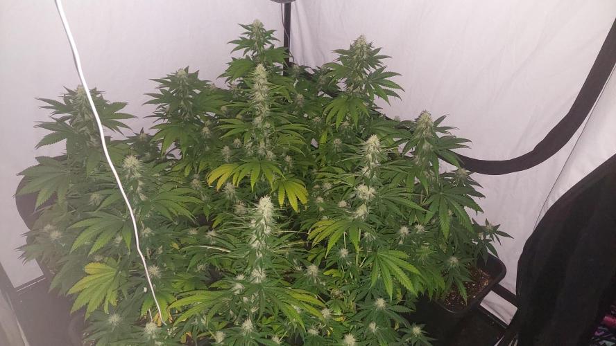 Special Queen 1 Grow. Week 9