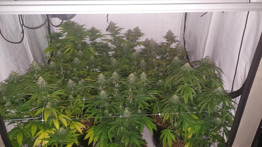 Tutti Frutti Grow. Week 9