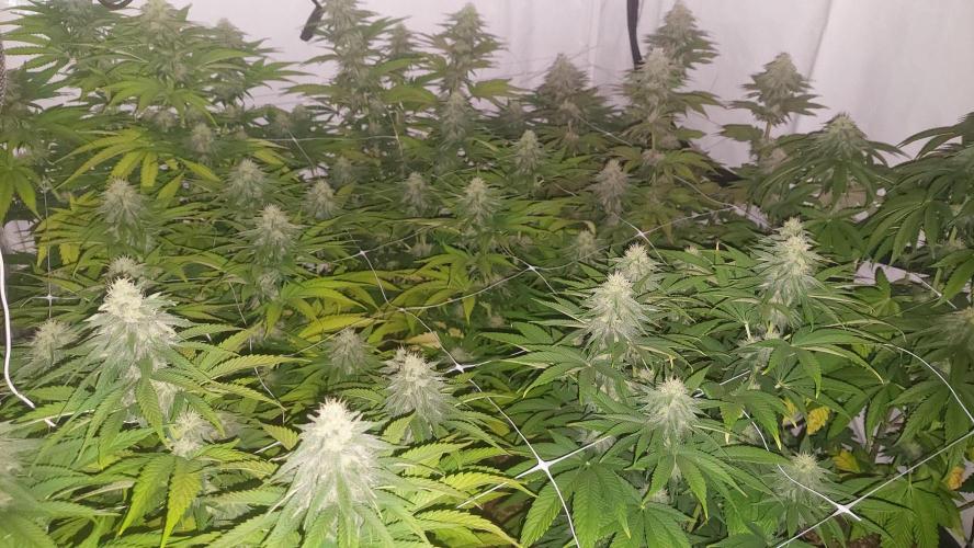 Tutti Frutti Grow. Week 9