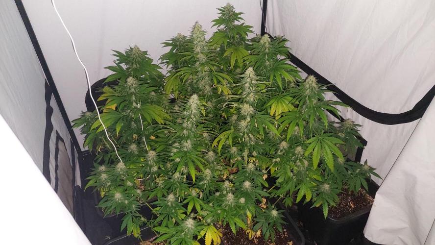 Special Queen 1 Grow. Week 10