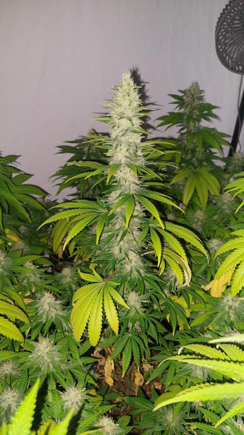 Special Queen 1 Grow. Week 10