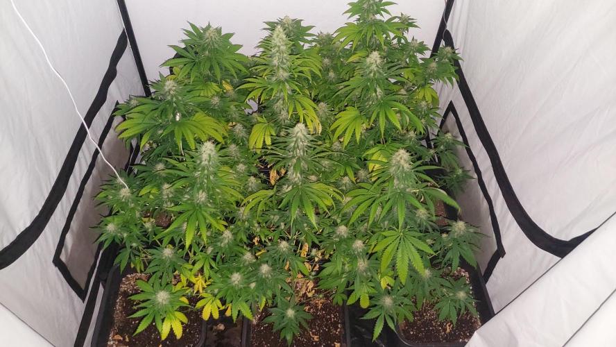 Special Queen 1 Grow. Week 10