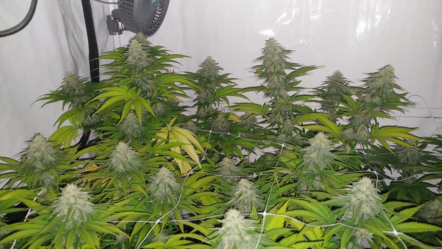 Tutti Frutti Grow. Week 10 - Frozen black cherry