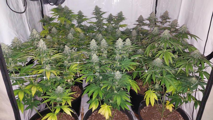 Tutti Frutti Grow. Week 10