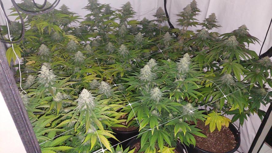 Tutti Frutti Grow. Week 10